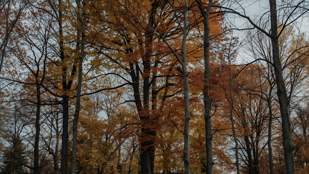 autumn instagram captions