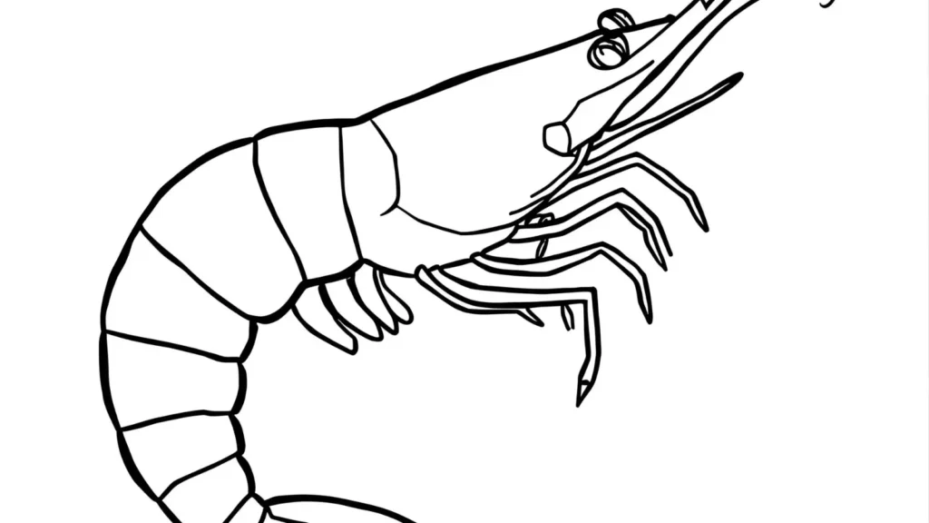 Cute Shrimp Coloring Pages