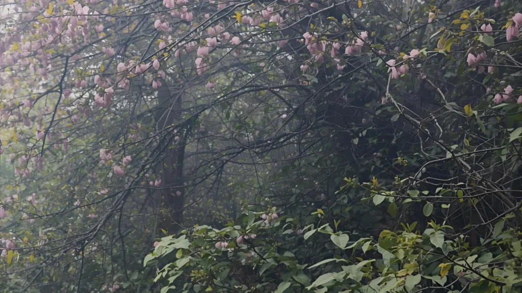 Inspirational Zoo Instagram Captions