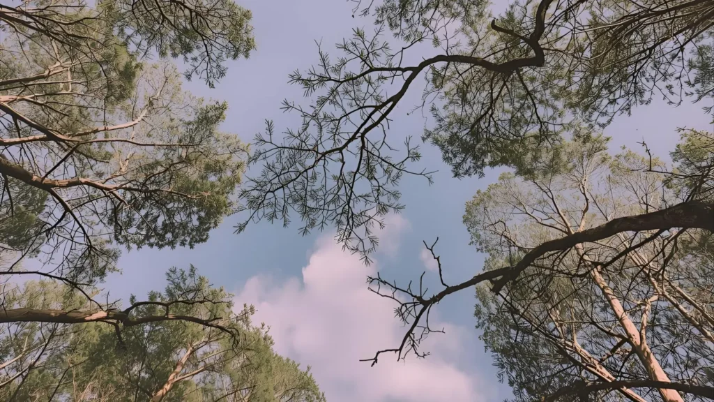 instagram spanish captions