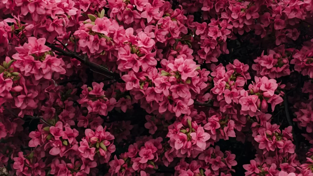 pink captions for instagram