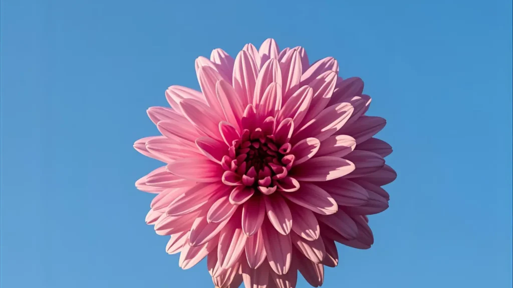 pink captions for instagram