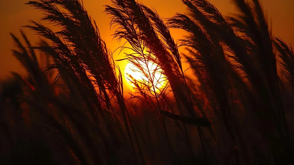 sunrise captions for instagram